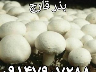پرورش قارچ فروش کمپوست قارچ بذر قارچ خرید کمپوست