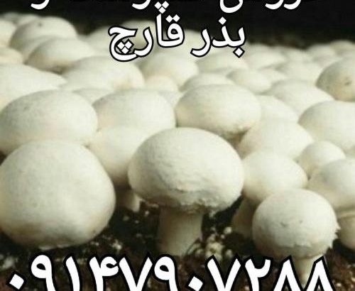 پرورش قارچ فروش کمپوست قارچ بذر قارچ خرید کمپوست