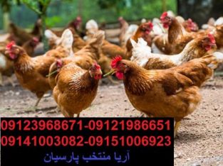 فروش جوجه مرغ بومی تخمگذار گلپایگانی و مرغ بومی