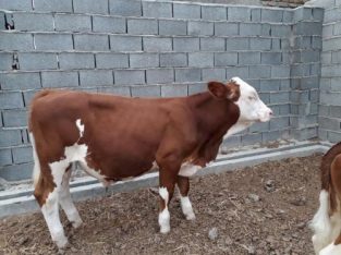 فروش گاو وگوساله نر پروار