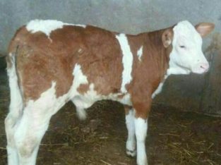 فروش انواع گوساله سیمینتال