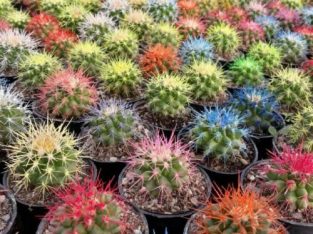 انواع کاکتوس، اچینو رنگی، گلدان،ورمی کولیت،کلات آه