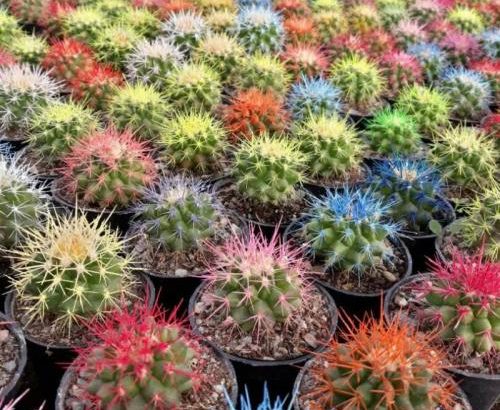 انواع کاکتوس، اچینو رنگی، گلدان،ورمی کولیت،کلات آه