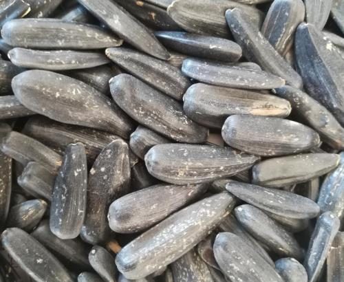 فروش انواع تخمه آفتابگردان و تخمه کدو،بذری،آجیلی