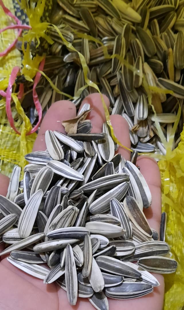 فروش عمده تخمه