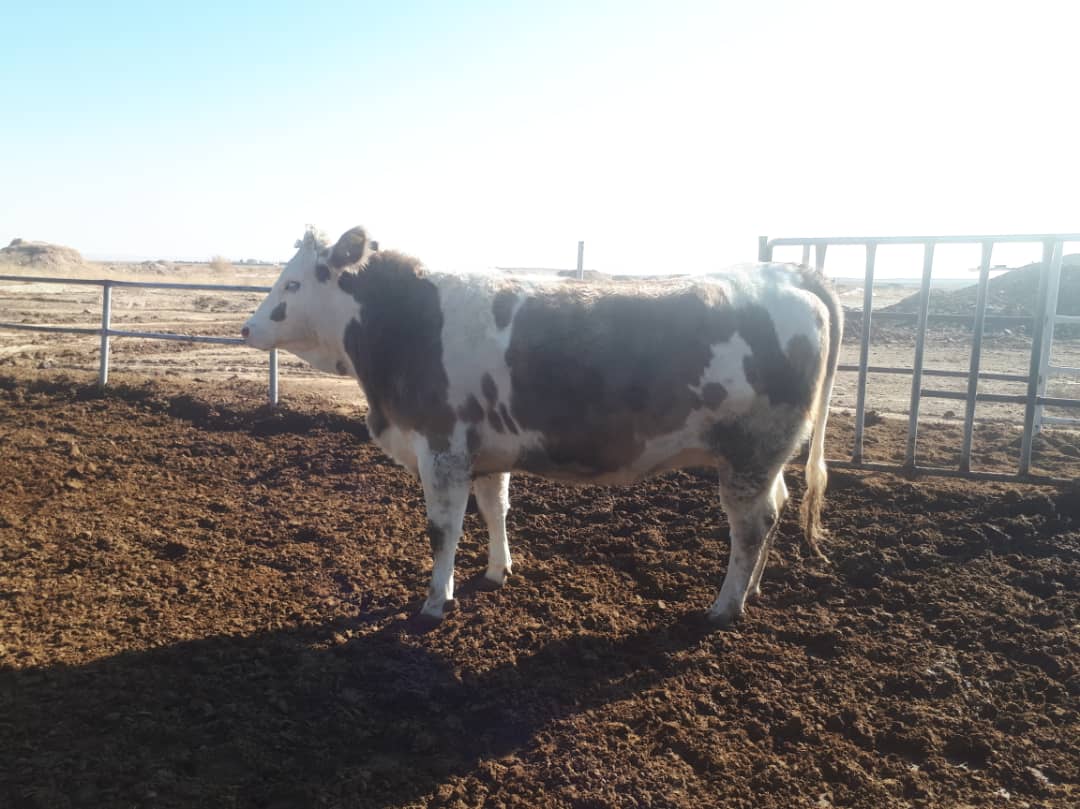 فرش تلیسه آبستن ۷ ماهه نژاد سمینتال