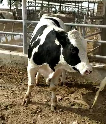 فروش گوساله نر هلشتاین جوانه