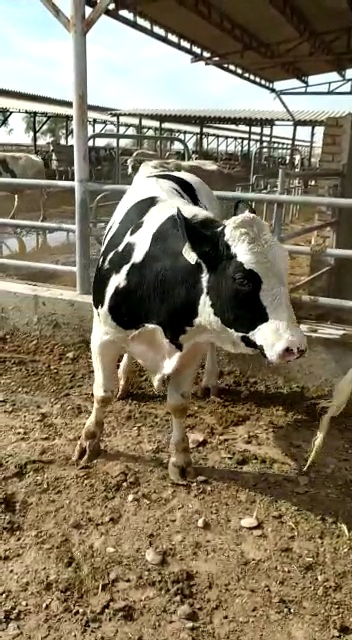 فروش گوساله نر هلشتاین جوانه