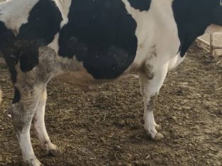 فروش گوساله نر هلشتاین