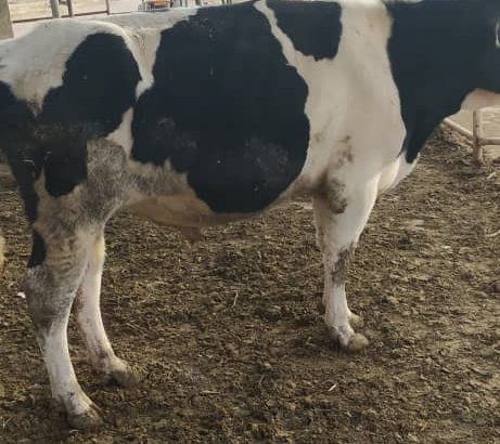 فروش گوساله نر هلشتاین