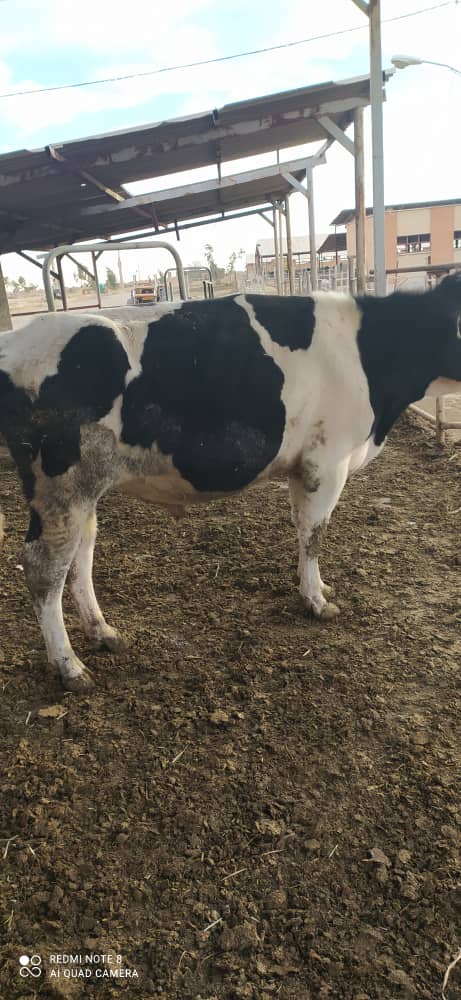 فروش گوساله نر هلشتاین