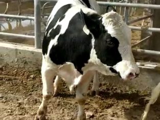 فروش گوساله نر هلشتاین جوانه