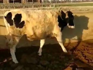 فروش فوری گوساله فری مارتین هلشتاین