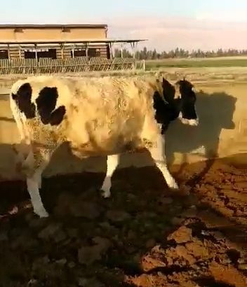 فروش فوری گوساله فری مارتین هلشتاین