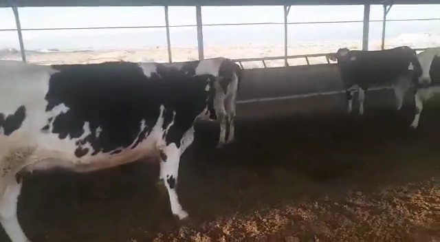 فروش تلیسه آبستن ۷ ماهه هلشتاین