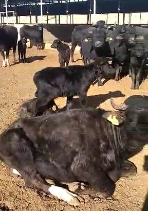 فروش تلیسه گاومیش آبستن ۷ ماهه