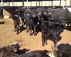 فروش گوساله گاومیش ۲ الی ۳ ماهه همراه با مادرشان