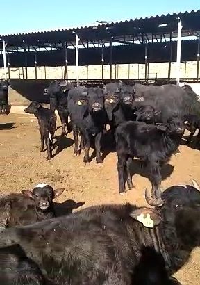 فروش گوساله گاومیش ۲ الی ۳ ماهه همراه با مادرشان