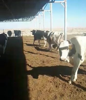 فروش ۲۰ راس تلیسه آبستن ۷ ماهه هلشتاین