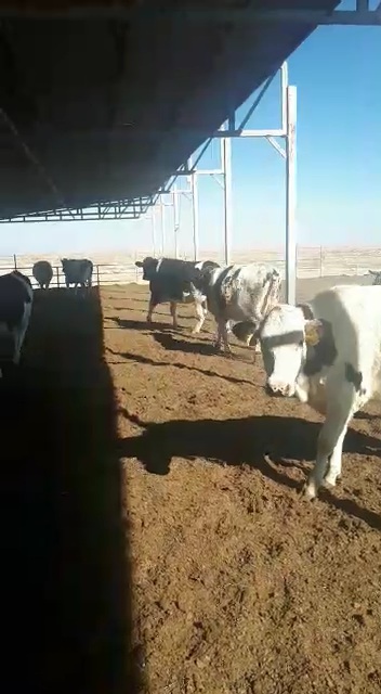 فروش ۲۰ راس تلیسه آبستن ۷ ماهه هلشتاین